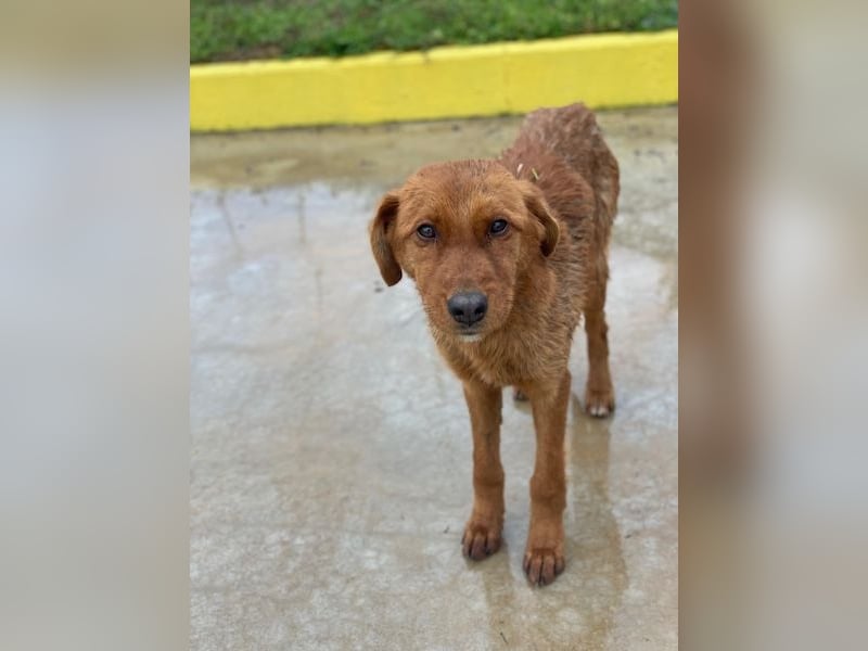 Kayla, geb. ca. 08/2025, lebt in GRIECHENLAND, im städt. Tierheim Serres