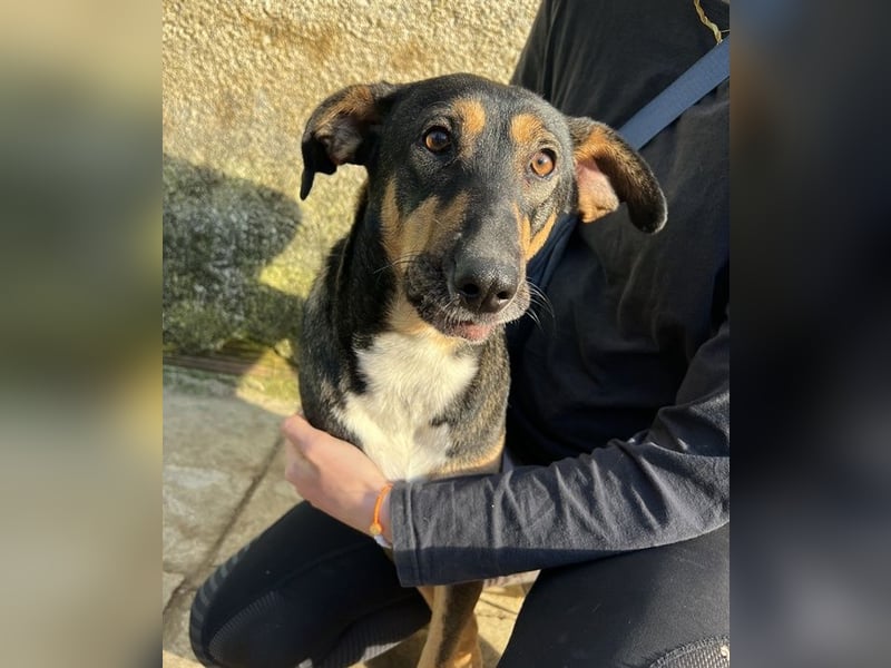 Ajax, geb. ca. 11/2024, lebt in GRIECHENLAND, auf einem Gelände, wird notdürftig versorgt