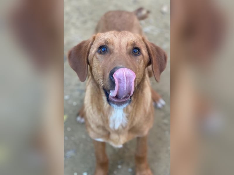 Karamell, geb. ca. 06/2025, lebt in GRIECHENLAND, auf einer privaten Pflegestelle