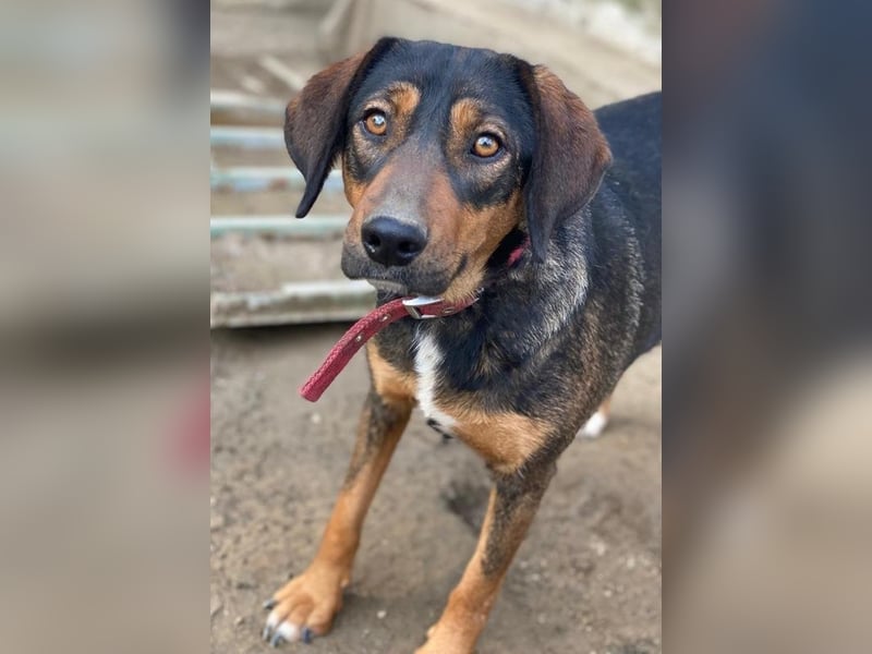 Zona, geb. ca. 11/2022, lebt in GRIECHENLAND, auf einer privaten Pflegestelle