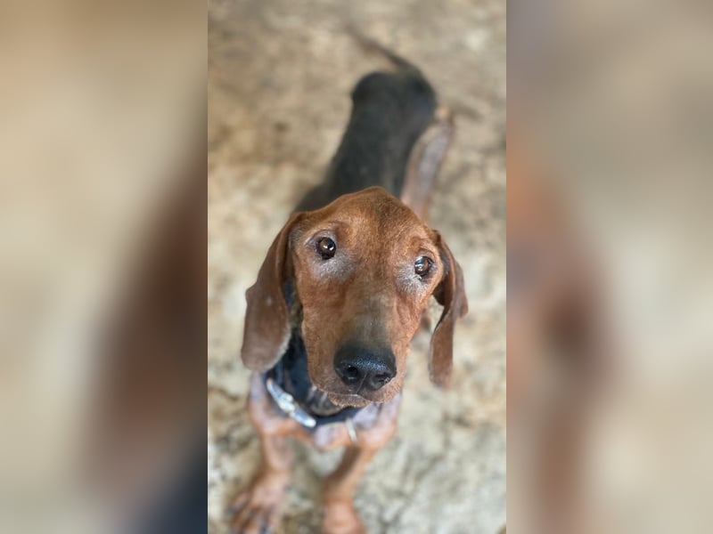 Abaluga, geb. ca. 01/2024, lebt in GRIECHENLAND, auf einer privaten Pflegestelle