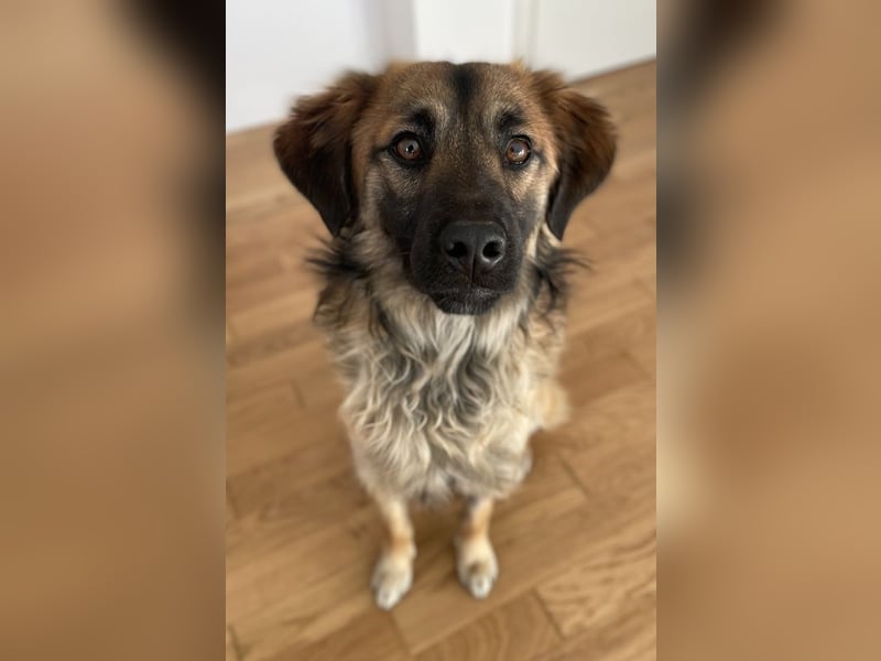 Strolch, geb. ca. 04/2024, lebt auf einer Pflegestelle in 71272 Renningen