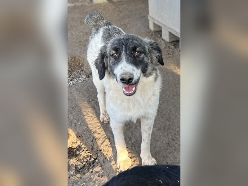 Hoya, geb. ca. 04/2022, lebt in GRIECHENLAND, im städt. Tierheim Serres