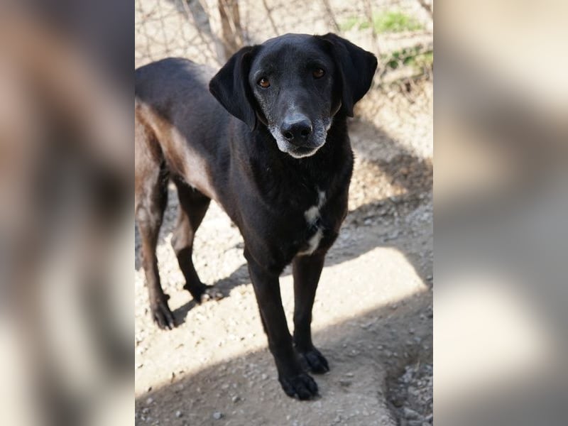 Chelion, geb. ca. 11/2018, lebt in GRIECHENLAND, im städt. Tierheim Serres