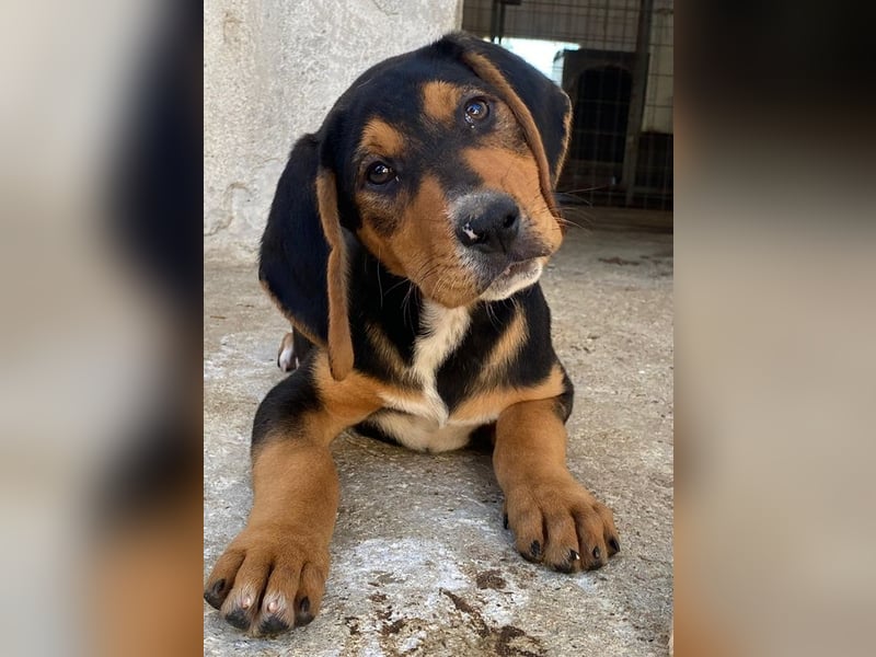 Jäger, geb. ca. 08/2025, lebt in GRIECHENLAND, im städt. Tierheim Serres