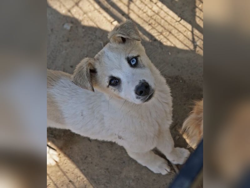 Maple, geb. ca. 12/2025, lebt auf einer Pflegestelle in 52531 Übach-Palenberg