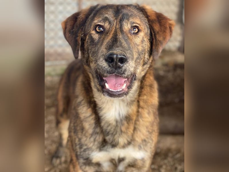 Fiyero, geb. ca. 07/2025, lebt in GRIECHENLAND, im städt. Tierheim Serres