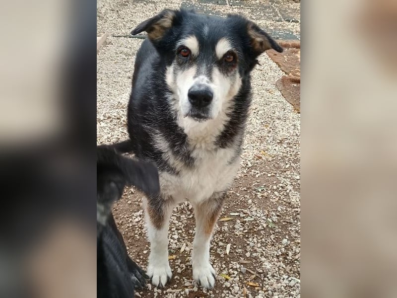 Toula, geb. ca. 04/2015, lebt in GRIECHENLAND, auf einer privaten Pflegestelle