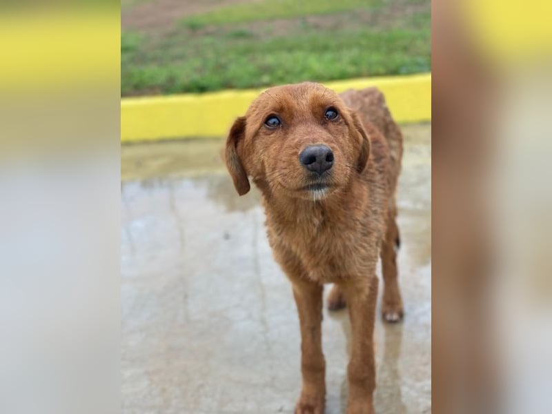 Kayla, geb. ca. 08/2025, lebt in GRIECHENLAND, im städt. Tierheim Serres