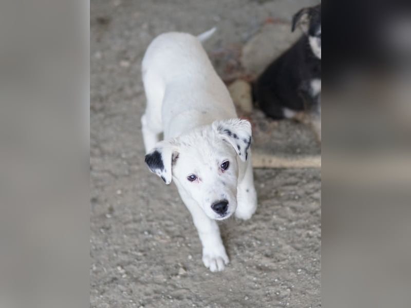 Yaspi, geb. ca. 01/2026, lebt in GRIECHENLAND, auf einer privaten Pflegestelle