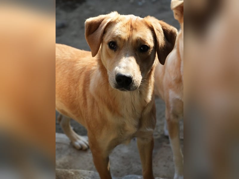 Boston, geb. ca. 07/2023, lebt in GRIECHENLAND, auf einer privaten Pflegestelle