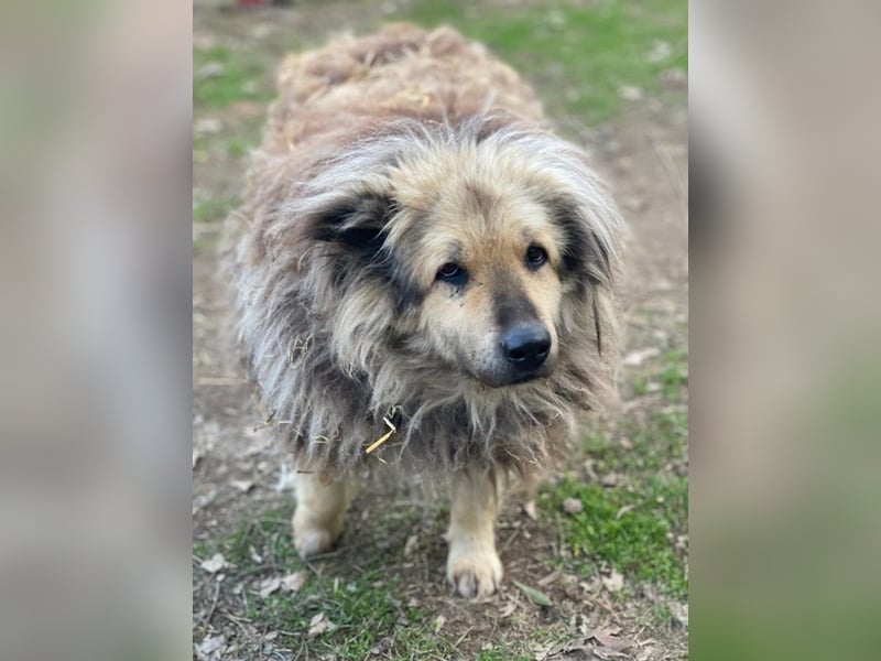 Mandy Lou geb. ca. 11/2020, lebt in GRIECHENLAND, auf einer privaten Pflegestelle