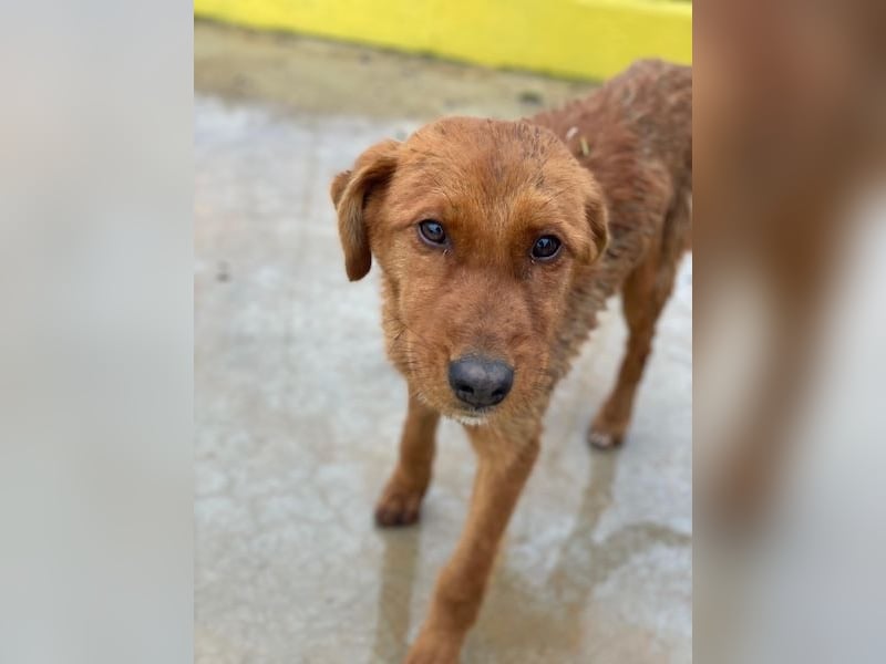 Kayla, geb. ca. 08/2025, lebt in GRIECHENLAND, im städt. Tierheim Serres