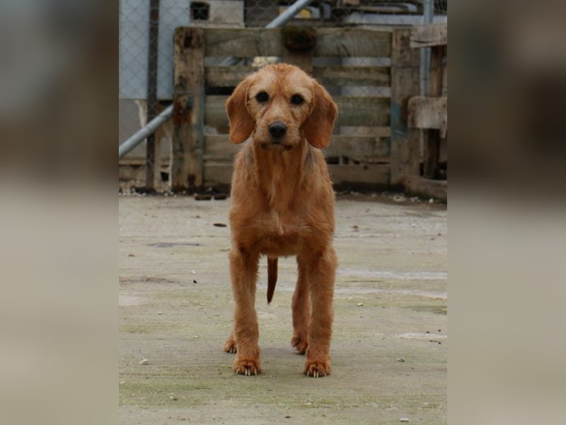 Tharu, geb. ca. 01/2024, lebt in GRIECHENLAND, im städt. Tierheim Serres, Vermittlungshilfe