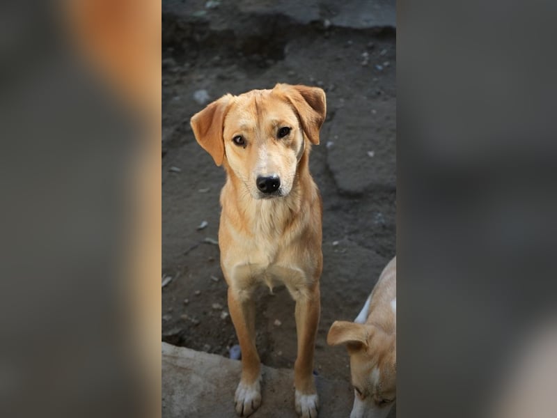 Boston, geb. ca. 07/2023, lebt in GRIECHENLAND, auf einer privaten Pflegestelle