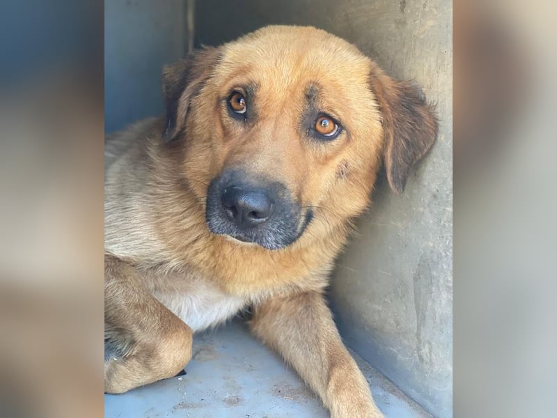 Tavina, geb. ca. 08/2024, lebt in GRIECHENLAND, im städt. Tierheim Serres