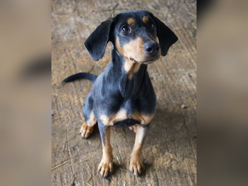 Frida, geb. ca. 01/2025, lebt in GRIECHENLAND, auf einer privaten Pflegestelle