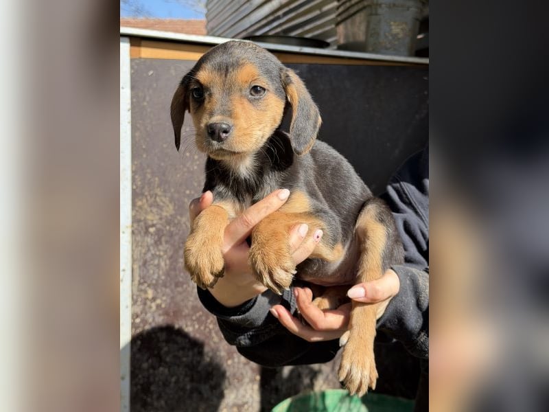 Loxana, geb. 12/2025, lebt auf einer Pflegestelle in 40789 Monheim