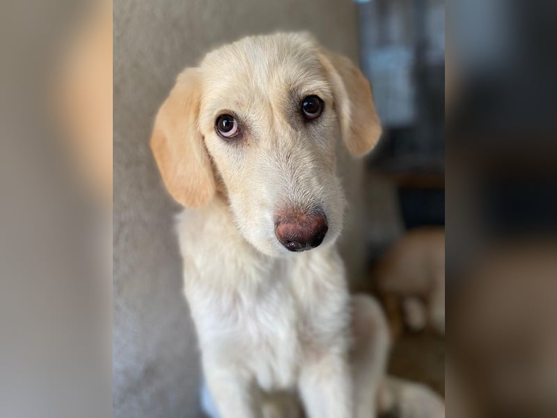 Garetto, geb. ca. 04/2025, lebt in GRIECHENLAND, im städt. Tierheim Serres