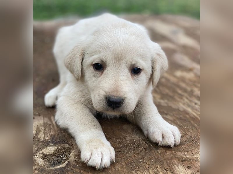 Gracie, geb. ca. 11/2025, lebt in GRIECHENLAND, auf einer privaten Pflegestelle
