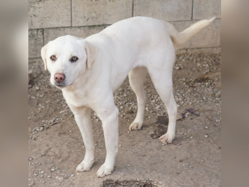 Gianna, geb. ca. 02/2022, lebt in GRIECHENLAND, im städt. Tierheim Serres