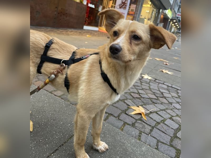 Yumi, geb. ca. 05/2025, lebt auf einer Pflegestelle in 52066 Aachen