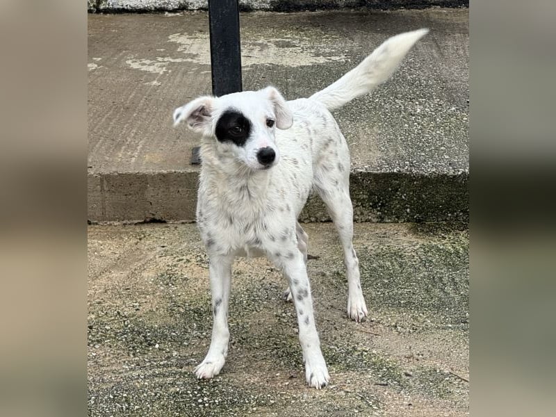 Meybel geb. ca. 02/2025, lebt in GRIECHENLAND, auf einer privaten Pflegestelle