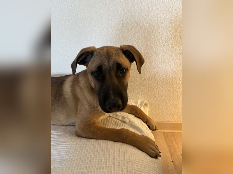 Dickie, geb. ca. 11/2025, lebt bei einer Familie in 46236 Bottrop