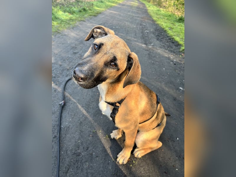 Dickie, geb. ca. 11/2025, lebt bei einer Familie in 46236 Bottrop