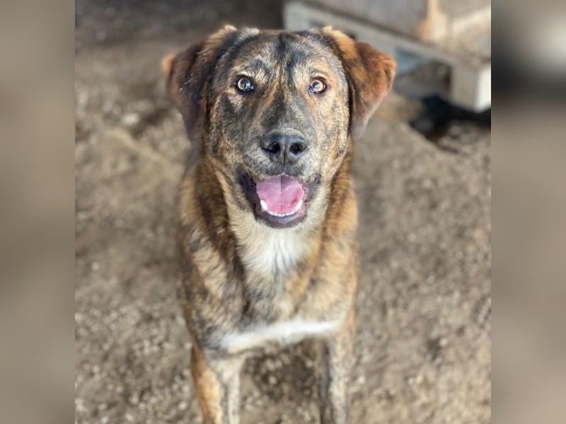 Fiyero, geb. ca. 07/2025, lebt in GRIECHENLAND, im städt. Tierheim Serres