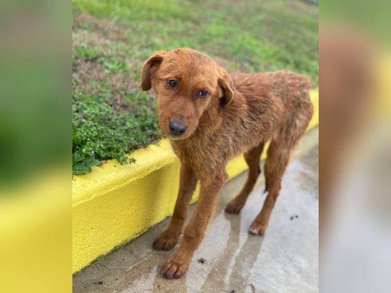 Kayla, geb. ca. 08/2025, lebt in GRIECHENLAND, im städt. Tierheim Serres