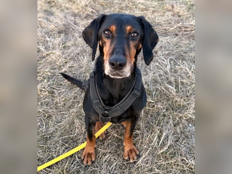 Neria, geb. ca. 11/2020, lebt auf einer Pflegestelle in 95168 Marktleuthen