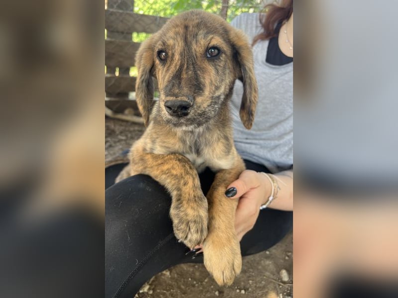Blouno, geb. ca. 03/2026, lebt in GRIECHENLAND, im städt. Tierheim Serres