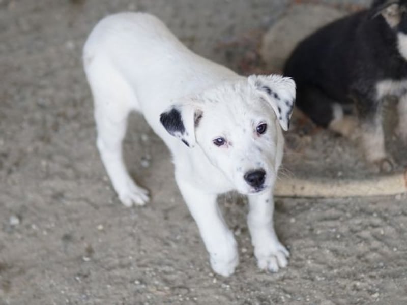 Yaspi, geb. ca. 01/2026, lebt in GRIECHENLAND, auf einer privaten Pflegestelle