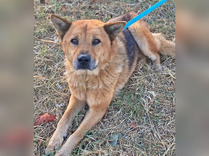 Foxita, geb. ca. 04/2020, lebt in GRIECHENLAND, im städt. Tierheim Serres