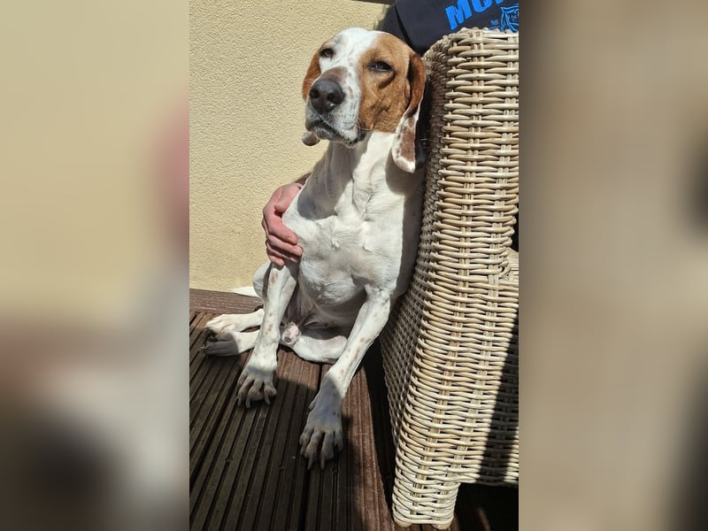 Zack, geb. ca. 10/2022, lebt auf einer Pflegestelle in 23556 Lübeck