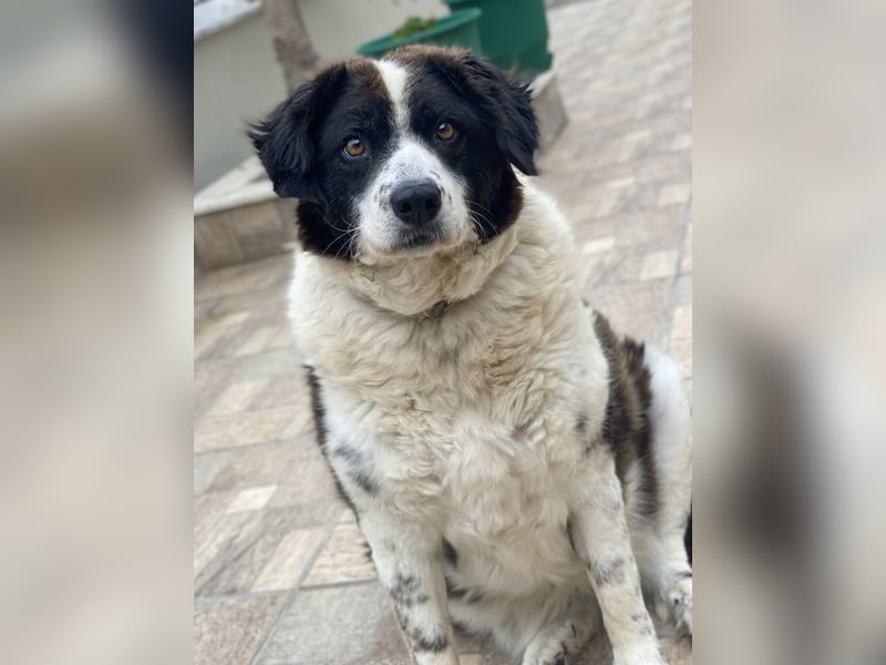 Linda, geb. ca. 09/2015, lebt in GRIECHENLAND, auf einer privaten Pflegestelle