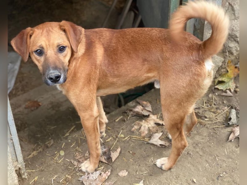 Hunter, geb. ca. 02/2025, lebt in GRIECHENLAND, auf einer privaten Pflegestelle