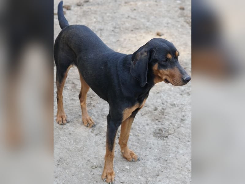 Frida, geb. ca. 01/2025, lebt in GRIECHENLAND, auf einer privaten Pflegestelle