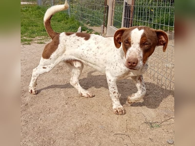 Titus geb. ca. 04/2025, lebt in GRIECHENLAND, auf einer privaten Pflegestelle