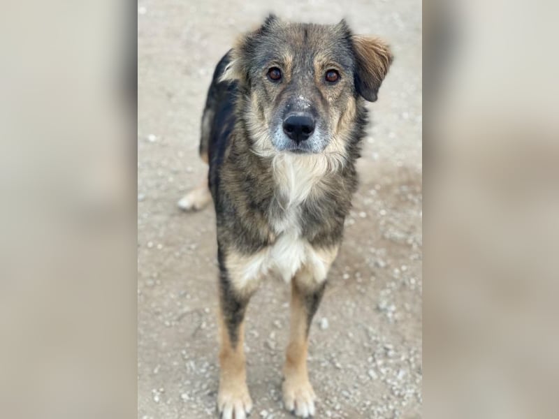 Shiou, geb. ca. 12/2023, lebt in GRIECHENLAND, im städt. Tierheim Serres