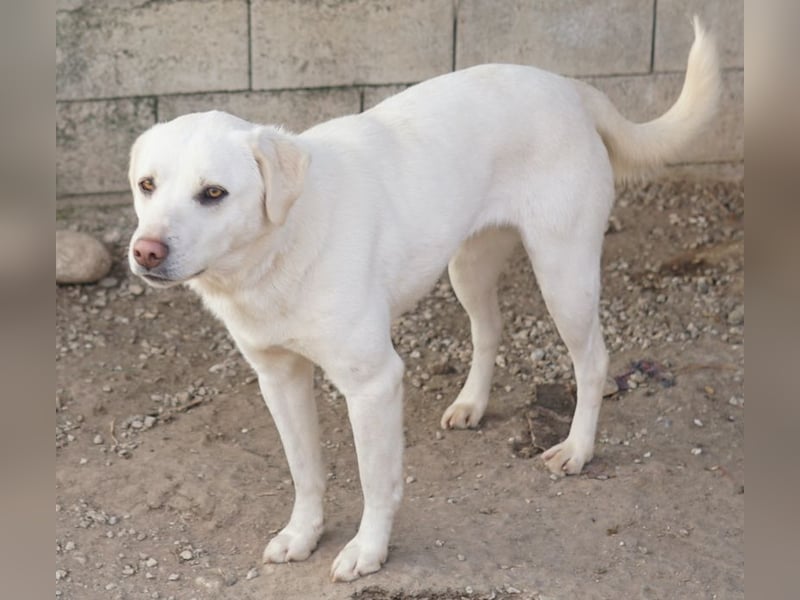 Gianna, geb. ca. 02/2022, lebt in GRIECHENLAND, im städt. Tierheim Serres