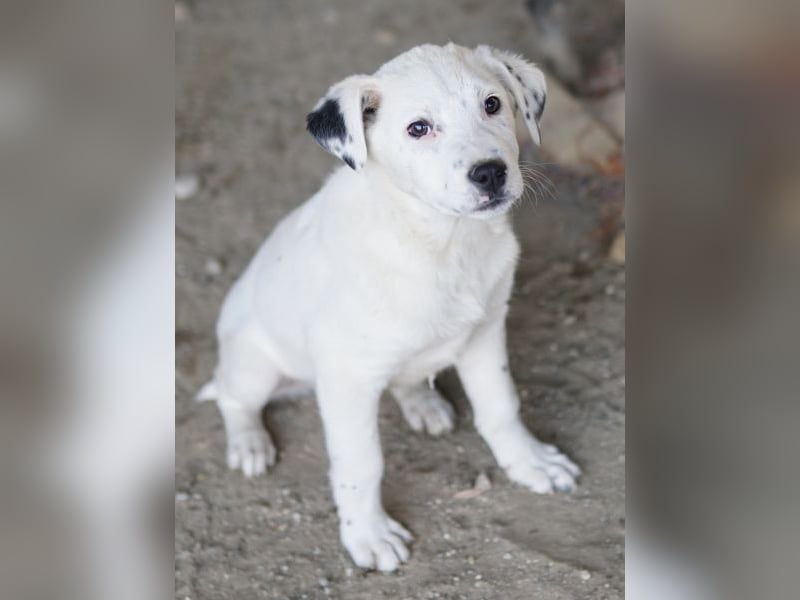 Yaspi, geb. ca. 01/2026, lebt in GRIECHENLAND, auf einer privaten Pflegestelle