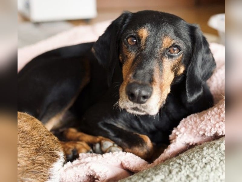 Neria, geb. ca. 11/2020, lebt auf einer Pflegestelle in 95168 Marktleuthen