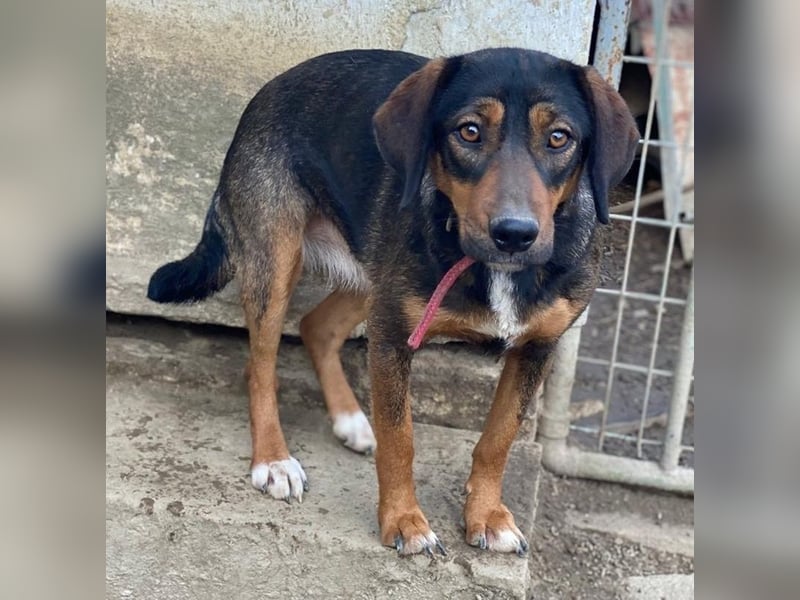 Zona, geb. ca. 11/2022, lebt in GRIECHENLAND, auf einer privaten Pflegestelle