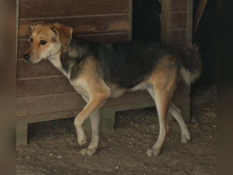 Atlanta, geb. ca. 07/2023, lebt in GRIECHENLAND, auf einer privaten Pflegestelle