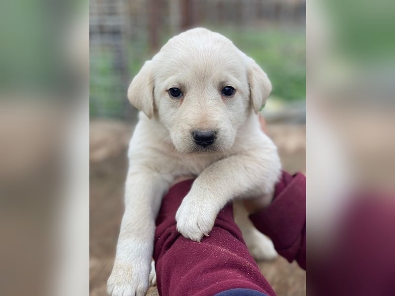 Gracie, geb. ca. 11/2025, lebt in GRIECHENLAND, auf einer privaten Pflegestelle