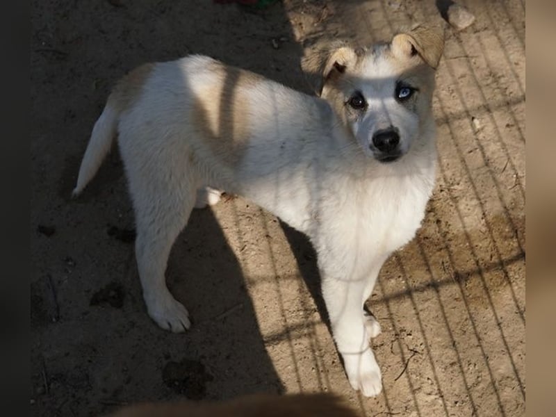 Maple, geb. ca. 12/2025, lebt auf einer Pflegestelle in 52531 Übach-Palenberg