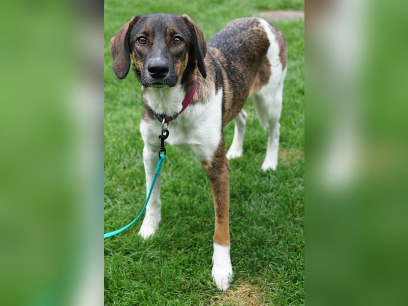 Diona, geb. ca. 05/2024, lebt lebt in 48291 Telgte, Vermittlungshilfe