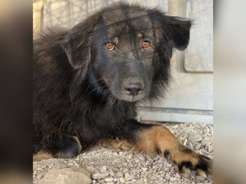 Kayra, geb. ca. 09/2018, lebt in GRIECHENLAND, im städt. Tierheim Serres